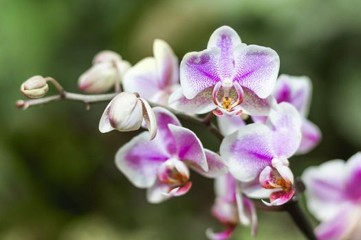 Purple orchids on blurred background. Close up photo of exotic flowers in bloom. Fragile buds on branches without leaves.