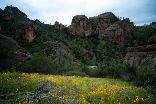 Wildflowers in Pinnacles National Park of California