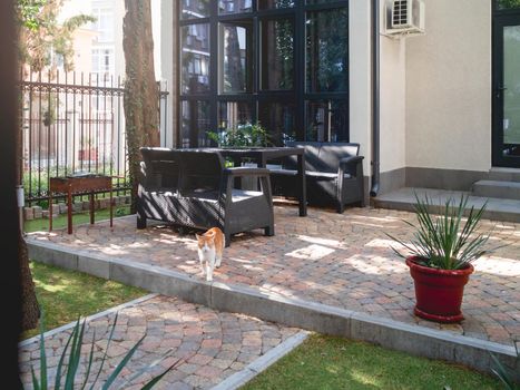 Ginger cat on patio. Fluffy pet on outdoor place for party and BBQ. Residential district.