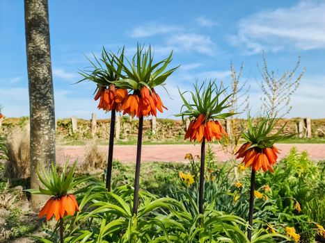 Beautiful red Fritillaira imperialis flowers against blue sky in flower bed.