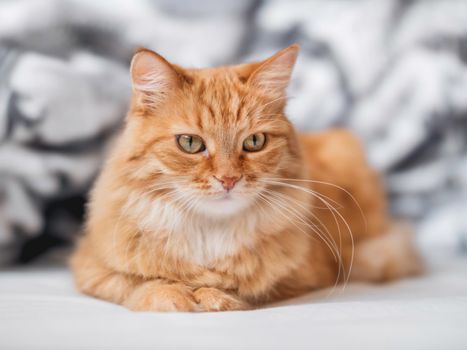 Curious ginger cat is lying in bed. Fluffy pet is relaxing on white linen. Funny domestic animal.