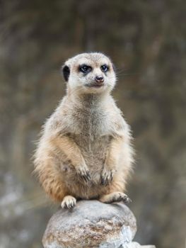 Mindful meerkat or Suricata suricatta is sitting on rock. Thoughtful suricate.