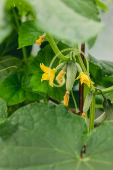 Green cucumbers on shrub. Gardening. Agriculture. Growing vegetables in greenhouses and open air.