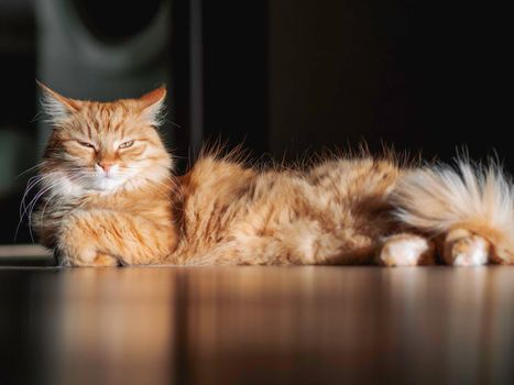 Ginger cat with independent expression on face is lying on wooden floor. Fluffy pet on hard sunlight. Light and shadow in cozy home.