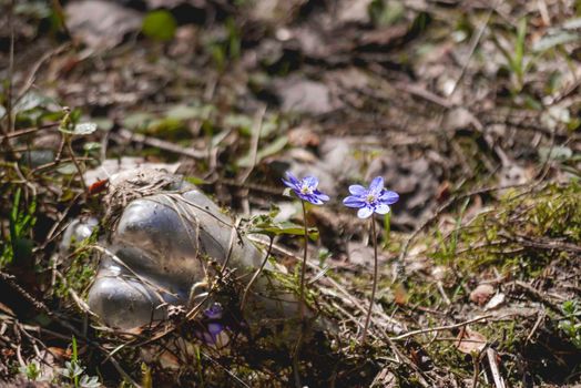 Hepatica or liverleaf or liverwort. Purple flowers are blooming near old plastic bottle half hidden in fallen leaves. Environmental pollution by people. Bad ecology.