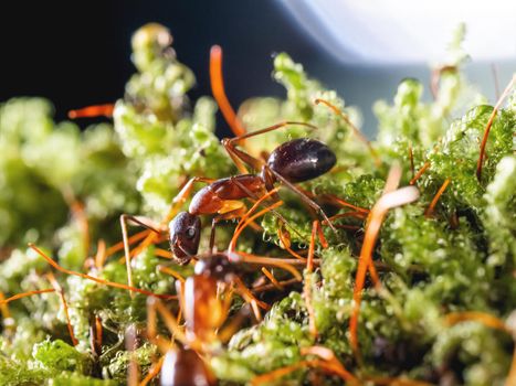Macro photo of ants on green moss. Close up portrait of insect on dark background.