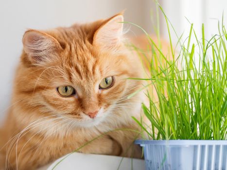 Cute ginger cat sniffs grass planted for it. Fluffy pet stares curiously on green seedlings. Reuse of plastic boxes for food. Zero waste.