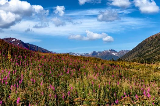 Alaska fireweed flowers in meadow during summertime 