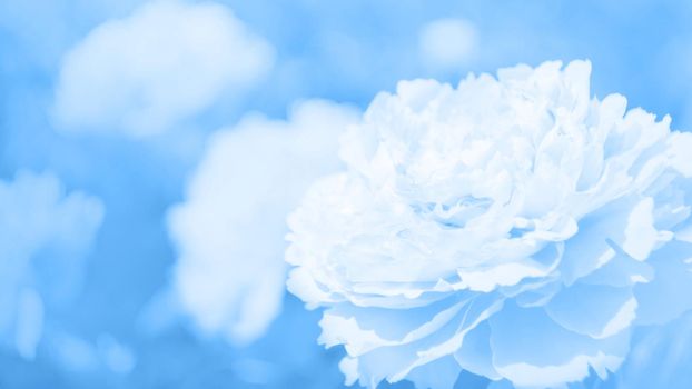 Classic blue, toned image. Flowers of peony in soft light with bokeh and filters, floral
