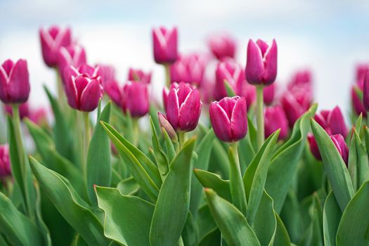 Beautiful bouquet of tulips. colorful tulips. pink tulips in the park. nature background