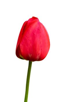 red tulip on a white background close up