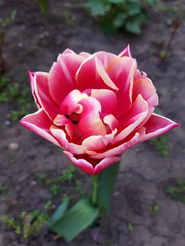Opened tulip bud close up