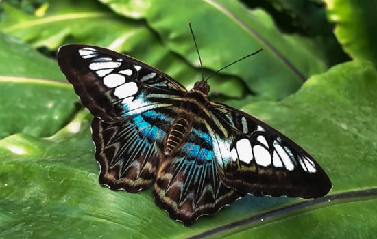 The Clipper butterfly (Parthenos Sylvia) on a green leaf after the rain