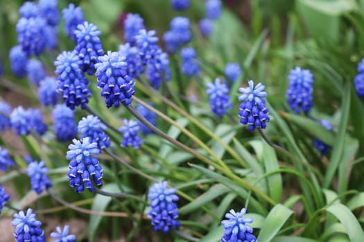 Bell-shaped blue flowers in the spring. Blooming muscari in the field. Armenian grape hyacinth or garden grape-hyacinth in the family Asparagaceae. Soft focus. Seasonal wallpaper for design
