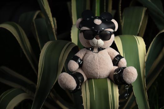 BDSM teddy bear in leather straps and mask accessory for sex games on a prickly southern cactus