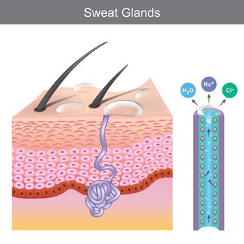 Sweat Glands. Illustration showing human sweat gland structure under skin layers.
