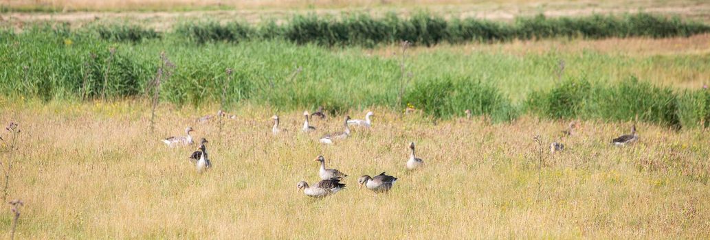 grey geese in summer grass on the island of texel in the netherlands