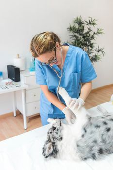 female veterinarian checking dog with stethoscope clinic