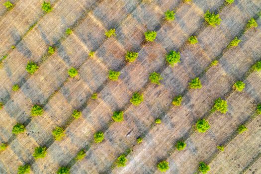 Aerial photography, top view of young green trees rows. Agricultural fields, cultivated land.