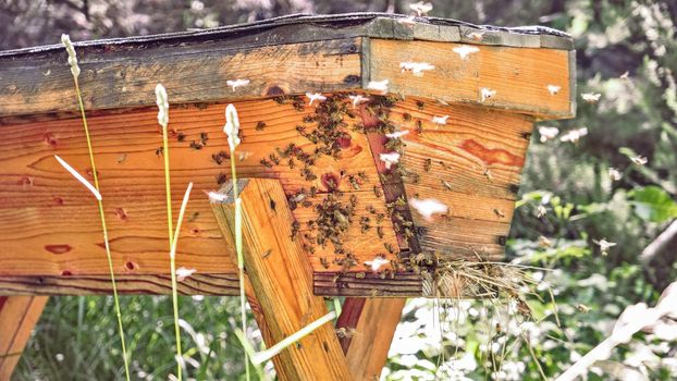 farming of wooden hive with flyng bee colony