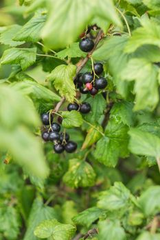 Bush of blackcurrant in open ground. Green fresh leaves and black berries of edible plant. Gardening at spring and summer. Growing organic food.