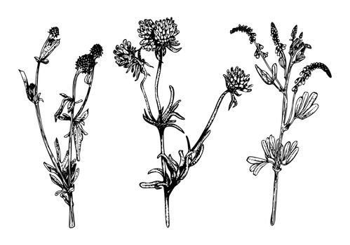 Floristic set of field herbs line art. Meadow flower. Flowering plants. Hand drawn thin vector illustration. Isolated realistic element.