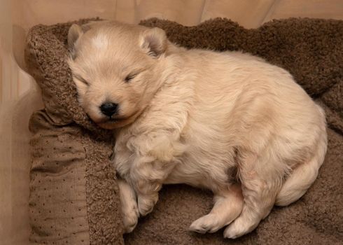 A very small cream-colored poodle puppy sleeps on a pillow