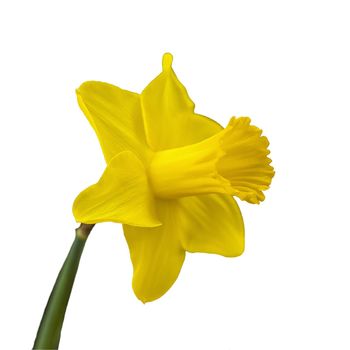 Yellow narcissus on a white isolated background. In spring, daffodils of various species bloom in the garden. Blooming narcissus. Blooming daffodils in spring.