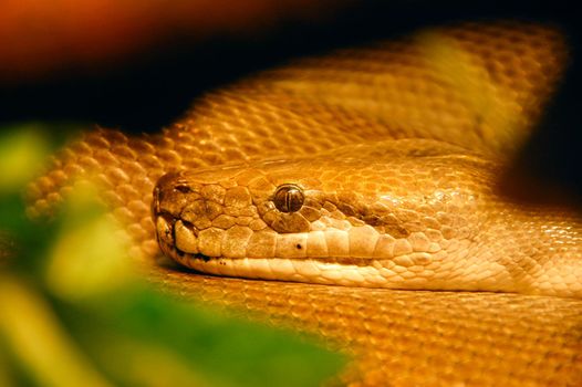 Close up of snake head, Python