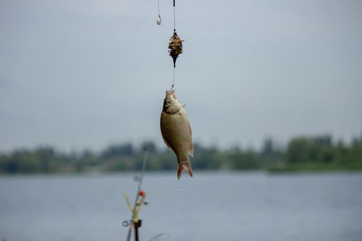 Fishing. Fish on a hook. Selective focus