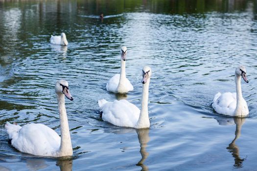White swans on the lake. An elegant swan bird
