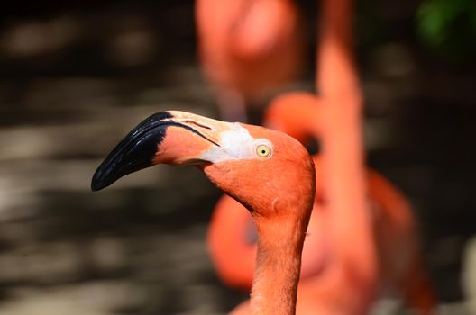 Closeup portrait of a red flamingo.