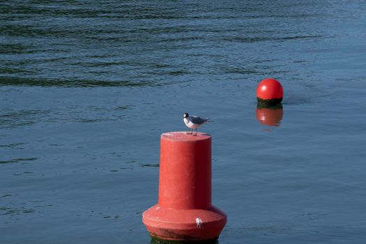 seagull scratching with its beak on a red buoy in a river