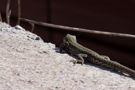 A common wall lizard podarcis muralis basking in the sun.