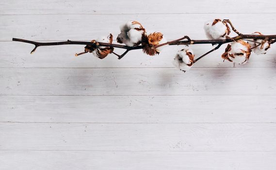close up ripe cotton seed pods cotton plant against wooden backdrop