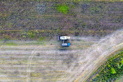 Combine harvester uploads harvest sunflower grains to dump truck. Harvesting season. Agriculture scene. Agricultural harvest field