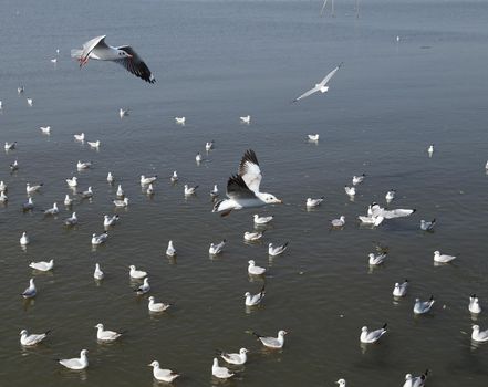 Seagull flying at Bang Pu beach