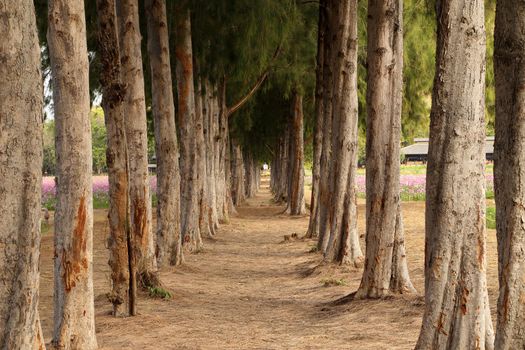 gravel path between pine trees