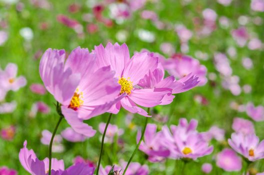 Cosmos flower face to sunrise in field