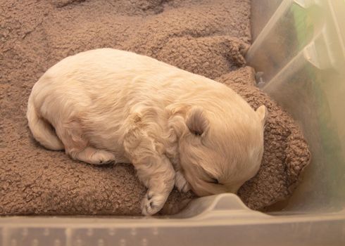 A very small cream-colored poodle puppy sleeps on a pillow in a plastic box