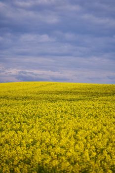 Yellow rapeseed flowers. Landscape with yellow rapeseed flowers.