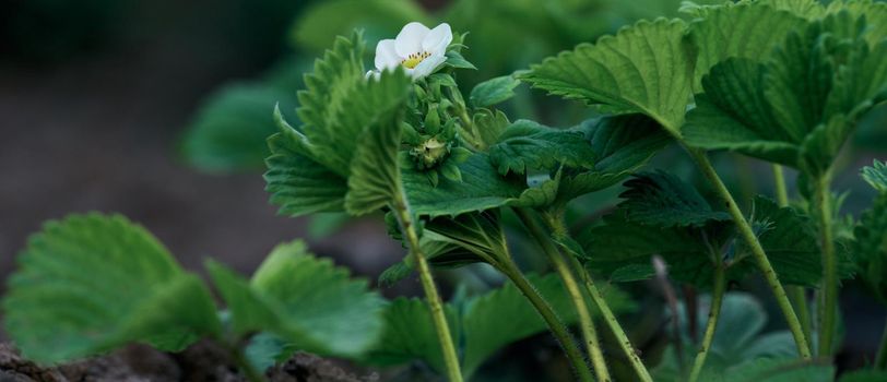 Strawberry bush with green leaves and white flowers in vegetable garden, fruit growing