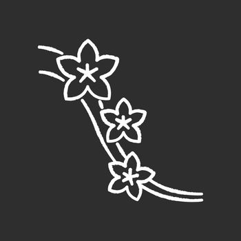 Sakura chalk white icon on black background. Cherry blossom on tree branch. Japanese hanami. Flourish on twig. Springtime blooming flower. Botany, nature. Isolated vector chalkboard illustration