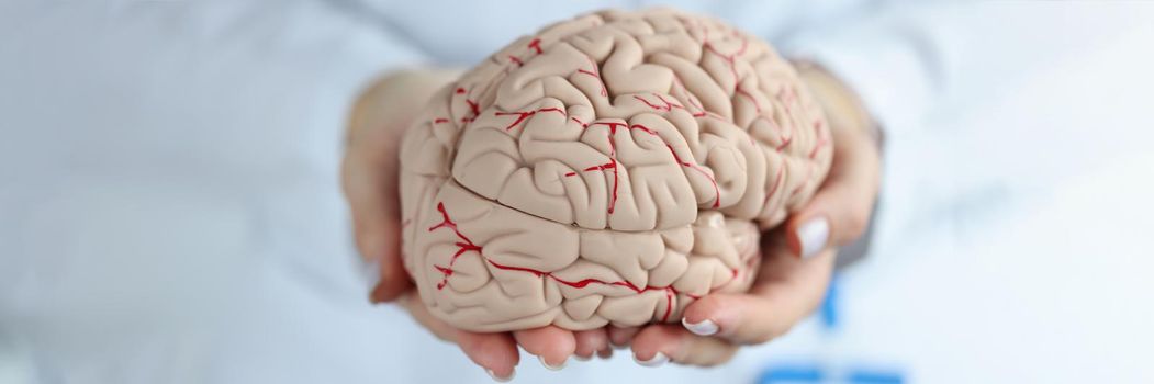 Doctor holding artificial model of human brain closeup