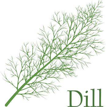 Dill. A spicy seasoning for cooking. Medicinal herb. Vegetarian food.Vector illustration on a white background