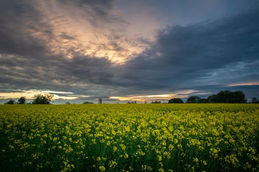 Yellow rape field and cloudy evening clouds