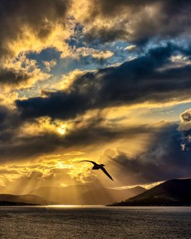 Seagull, Spectacular Sunset.