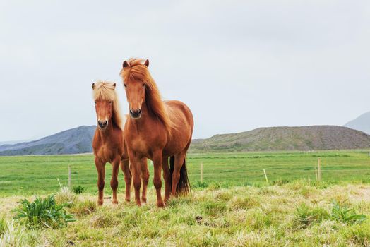 Charming Icelandic horses in a pasture with mountains