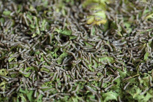 silkworms with mulberry leaves 