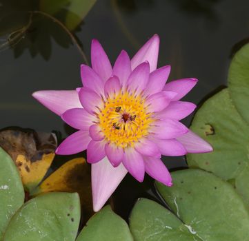 pink water lily with bee 
